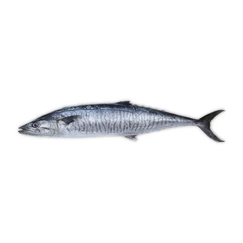 Red Snapper