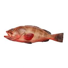 Red Snapper