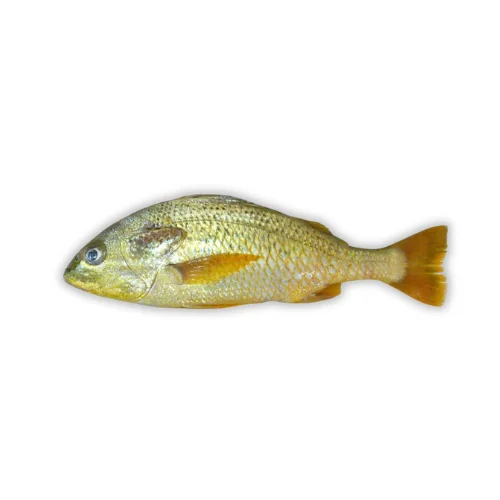 Red Snapper