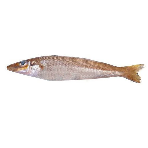 Red Snapper