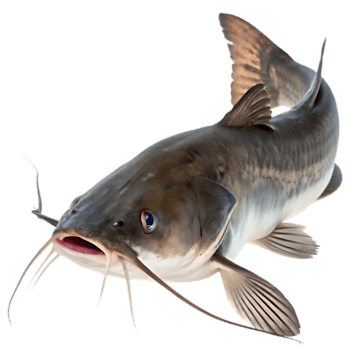 Red Snapper