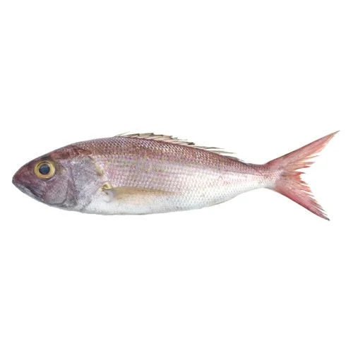 Red Snapper