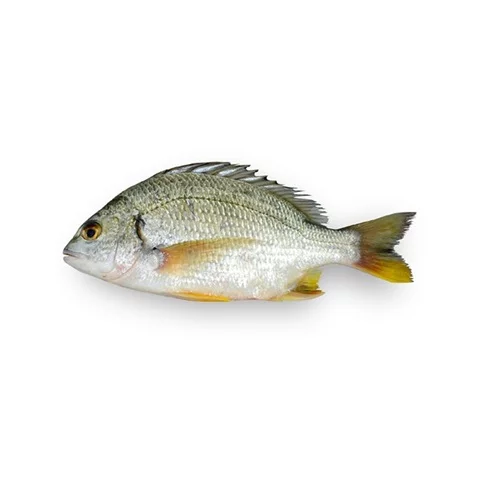 Kingfish