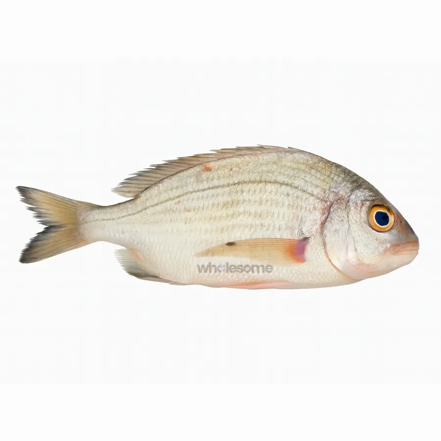 Red Snapper