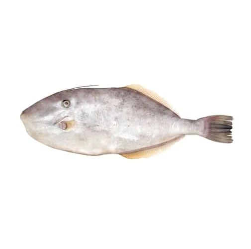 Red Snapper