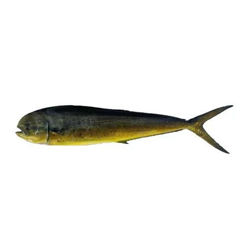 Red Snapper