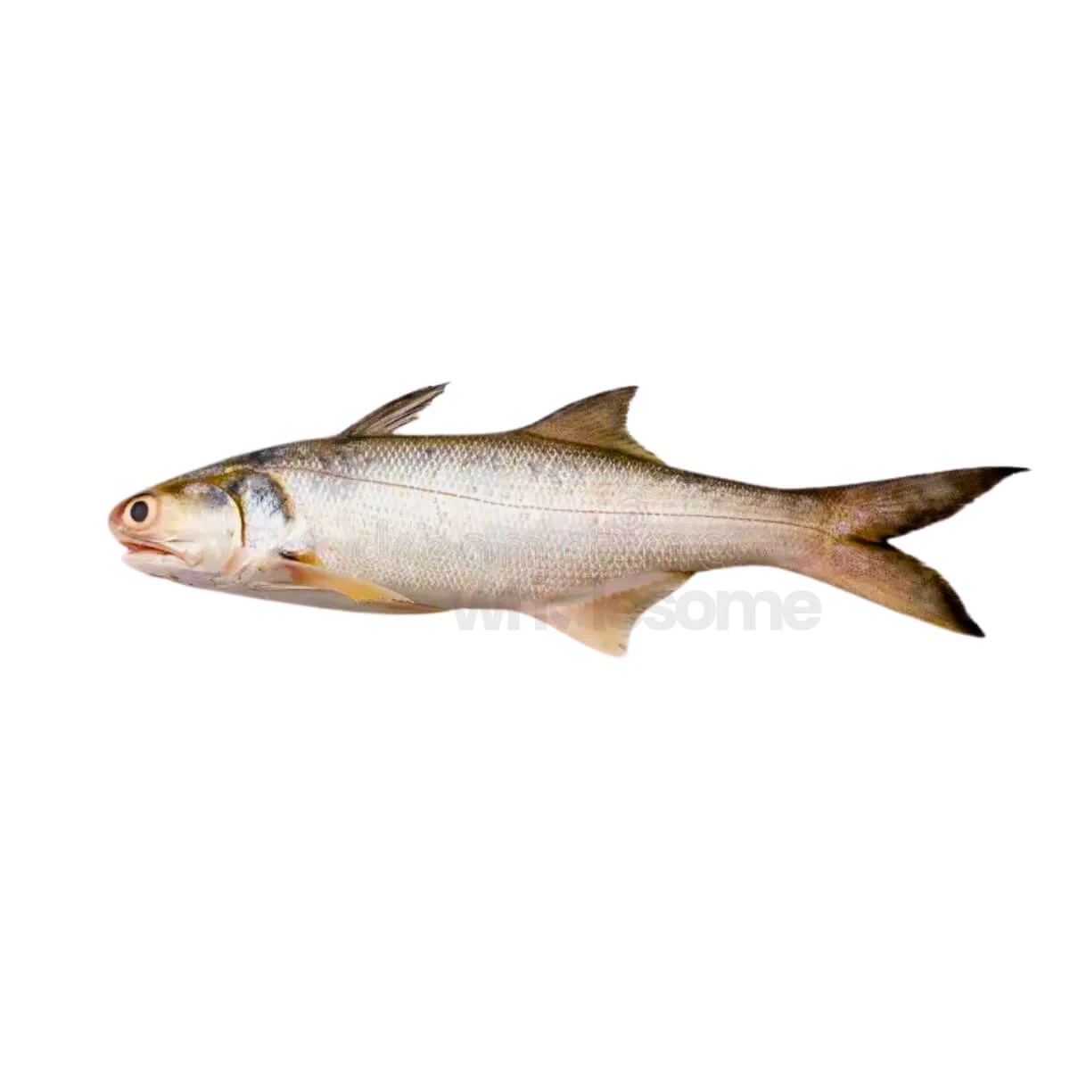 Red Snapper
