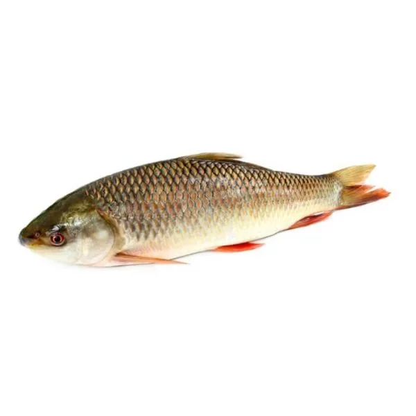Red Snapper