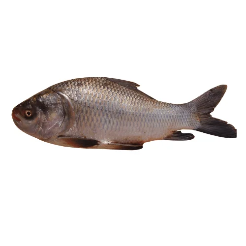 Kingfish