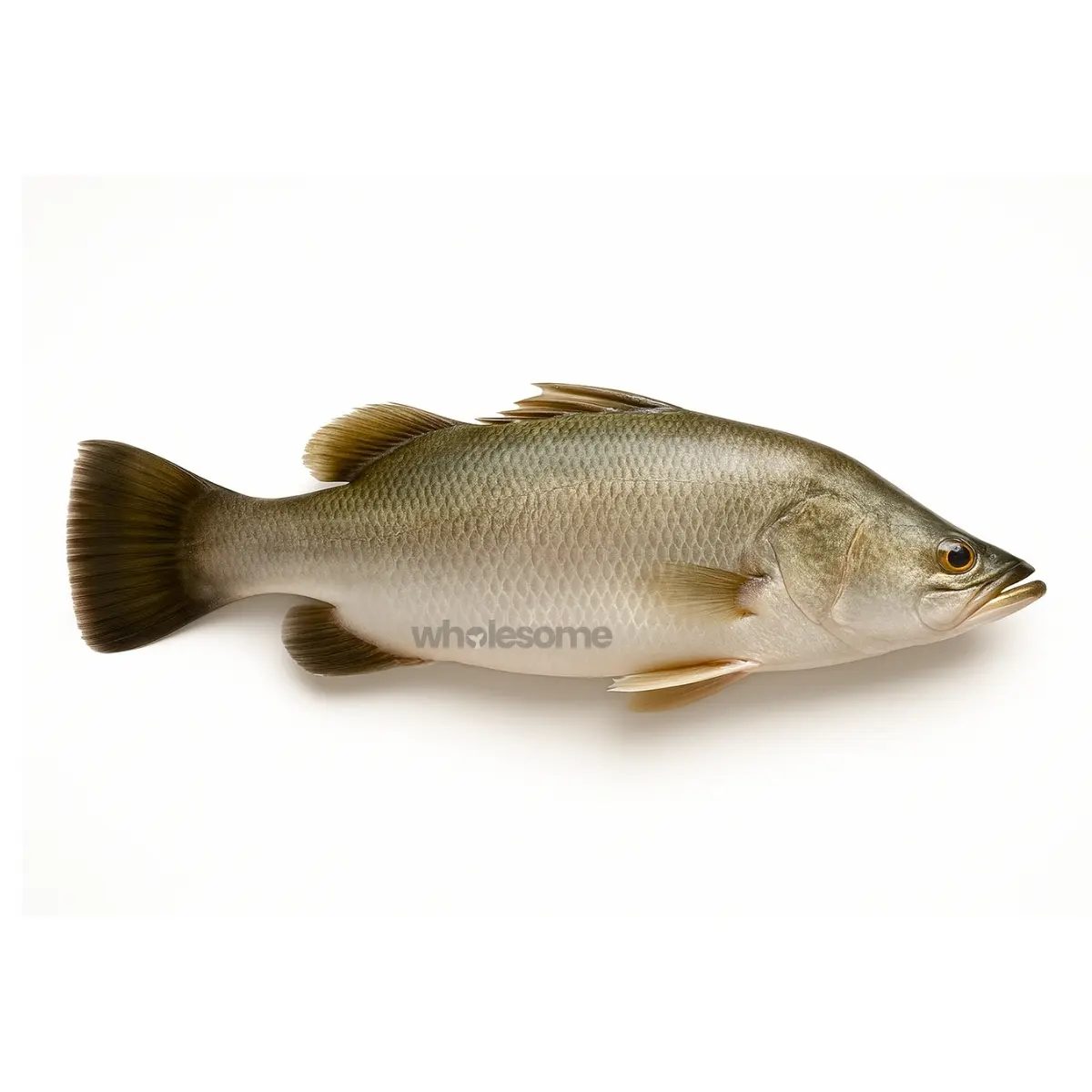 Red Snapper