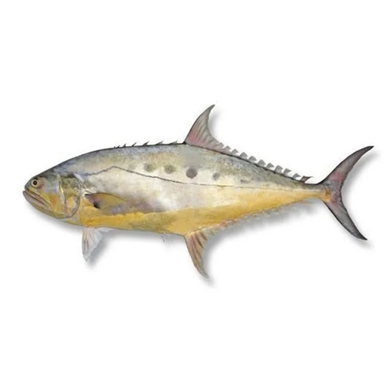 Kingfish