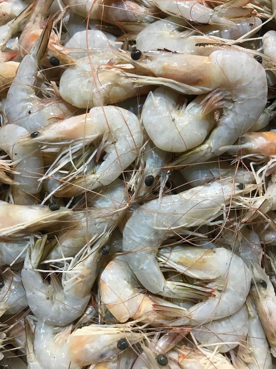 Red Snapper