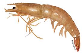 Large Prawns