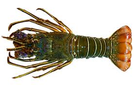 Green Lobster