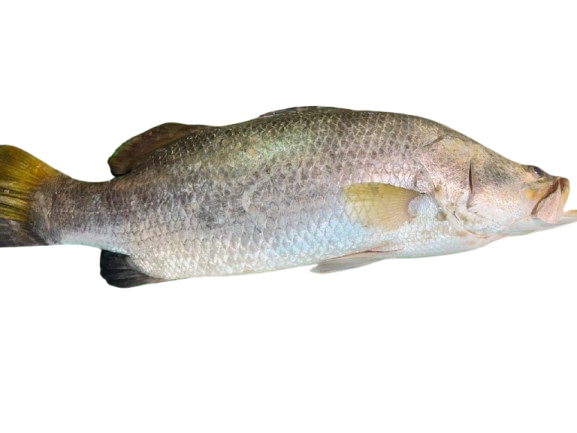 Red Snapper