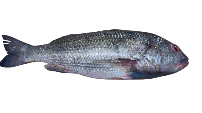 Red Snapper