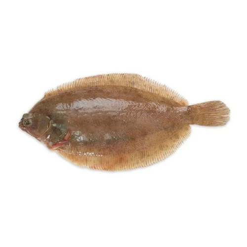 Red Snapper