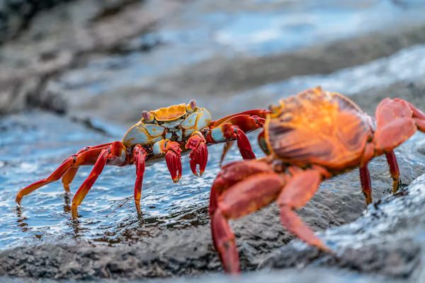 Green Lobster