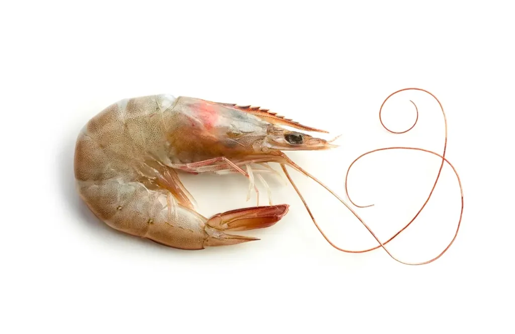 Whole Fish
