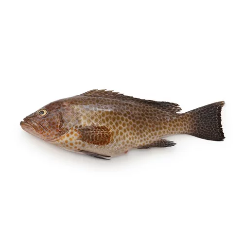 Red Snapper