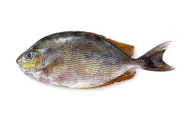 Red Snapper