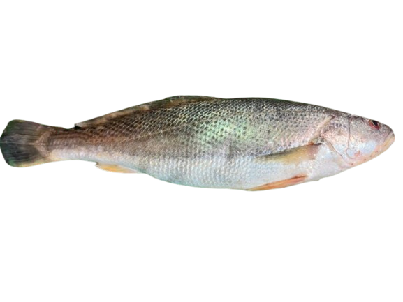 Red Snapper