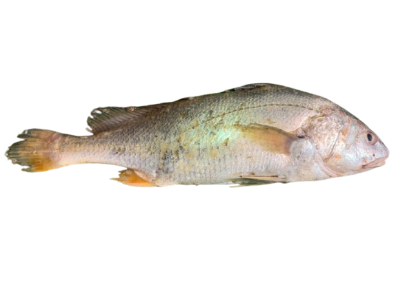 Red Snapper